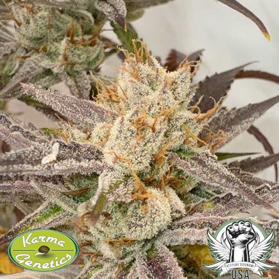attitude usa karma genetics pink crumble 2_400x400.jpg