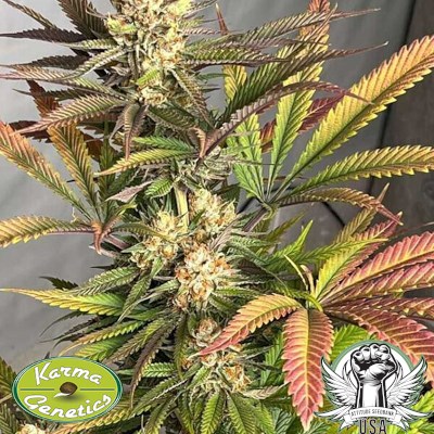 attitude usa karma genetics pink crumble 3_400x400.jpg