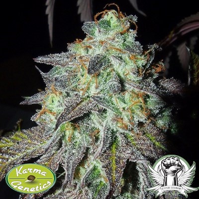 Karma Genetics Seeds Pink Paletas