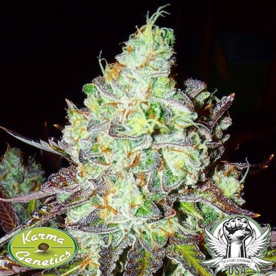 attitude usa karma genetics pink paletas 2_400x400.jpg