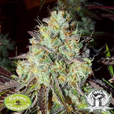 attitude usa karma genetics pink paletas 3_400x400.jpg