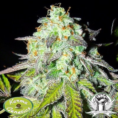 attitude usa karma genetics pink paletas 4_400x400.jpg