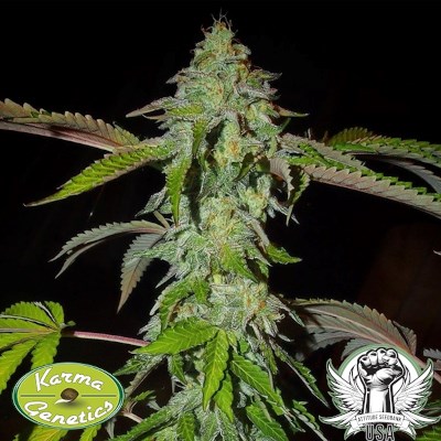 attitude usa karma genetics pink paletas 5_400x400.jpg