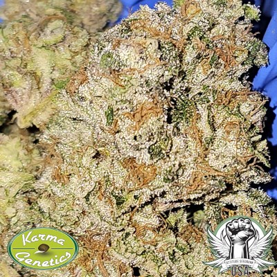 attitude usa karma genetics pink payton 3_400x400.jpg