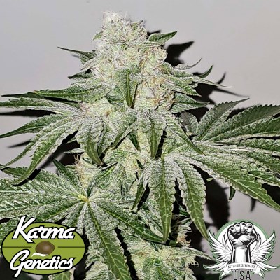 attitude usa karma genetics pinky zowahh 1_400x400.jpg