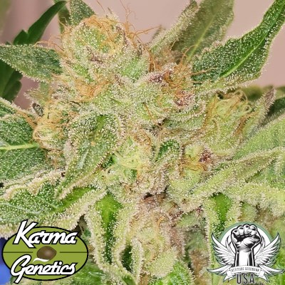 attitude usa karma genetics pinky zowahh 2_400x400.jpg