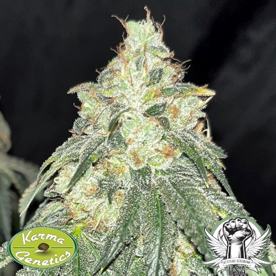 Karma Genetics Seeds Plum Paradise