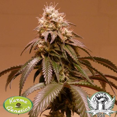 attitude usa karma genetics plum paradise 3_400x400.jpg