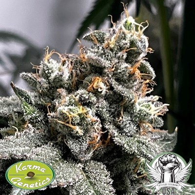 attitude usa karma genetics plum paradise 4_400x400.jpg