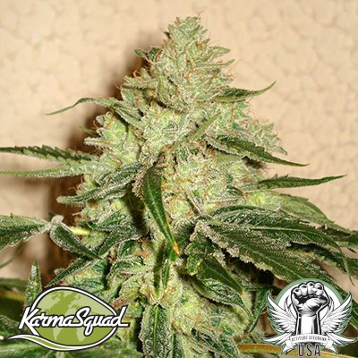 attitude usa karma genetics road dawg 3_400x400.jpg