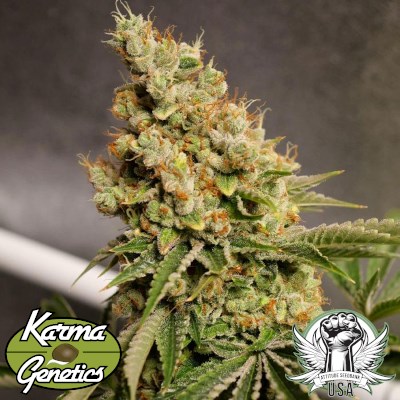 Karma Genetics Seeds Shipera Sour