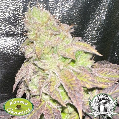 attitude usa karma genetics smoke trails 2_400x400.jpg