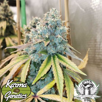 attitude usa karma genetics sour fire tahoe 2_400x400.jpg