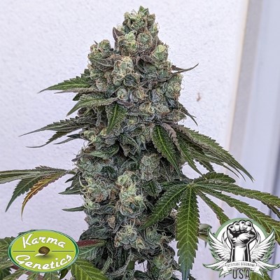 attitude usa karma genetics sour frootz3_400x400.jpg