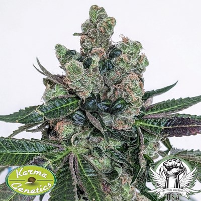 attitude usa karma genetics sour frootz4_400x400.jpg