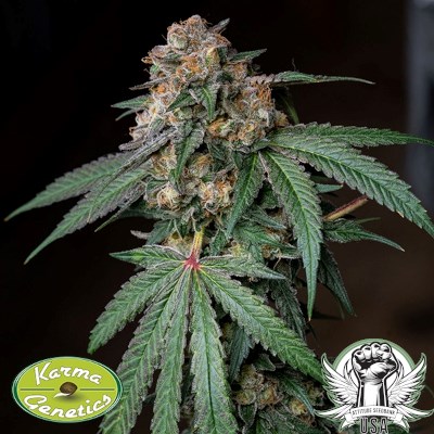 attitude usa karma genetics sour lemon mochi 3_400x400.jpg