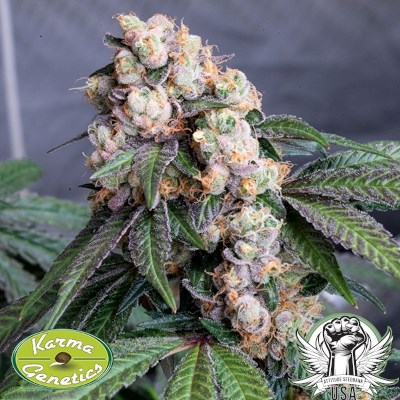 attitude usa karma genetics sour lemon mochi 4_400x400.jpg