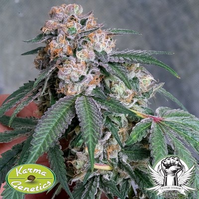 attitude usa karma genetics sour lemon mochi 5_400x400.jpg