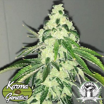 Karma Genetics Seeds Sour Diesel BX2