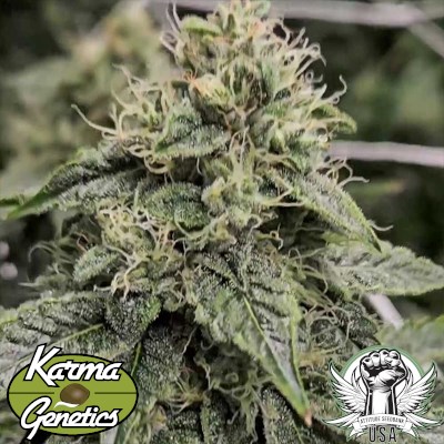 attitude usa karma genetics sweatband og 2_400x400.jpg