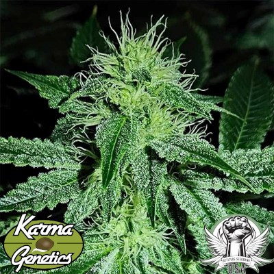 attitude usa karma genetics sweatband og 3_400x400.jpg