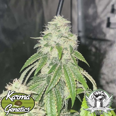 attitude usa karma genetics sweets biker 1_400x400.jpg
