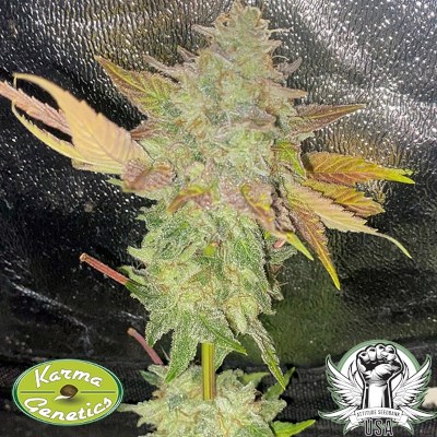 attitude usa karma genetics zipaya oz2_400x400.jpg