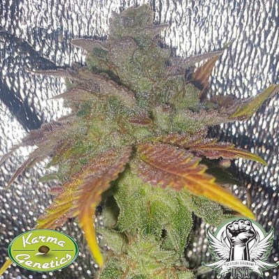 attitude usa karma genetics zipaya oz3_400x400.jpg