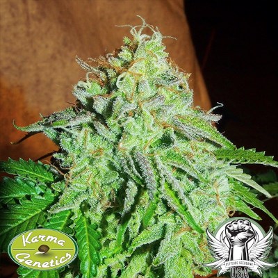 Karma Genetics Seeds ZiZi Banana