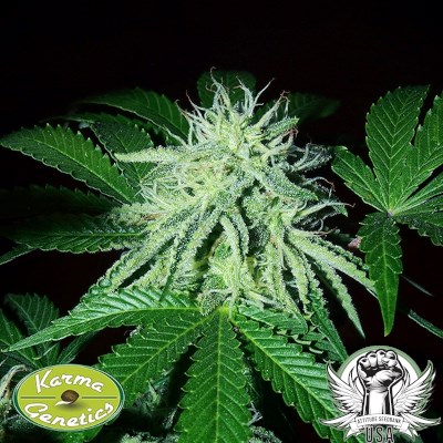 attitude usa karma genetics zizi banana 3_400x400.jpg