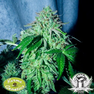 attitude usa karma genetics zizi banana 4_400x400.jpg