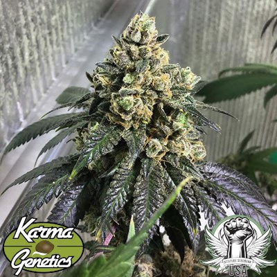 Karma Genetics Seeds Sherb Biker