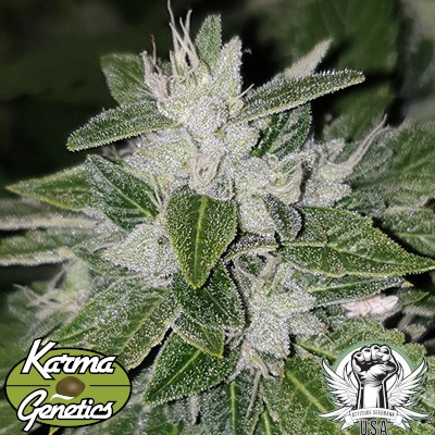 Karma Genetics Seeds Sowahh (Sour Diesel Bx4)