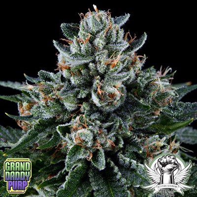 GrandDaddy Genetics Seeds Ken's Kush