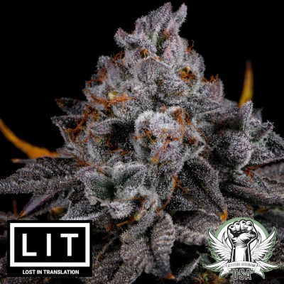 LIT Farms Seeds Cat Nip