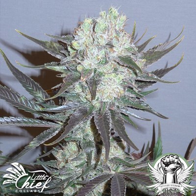 Little Chief Collabs Seeds Killer Glue