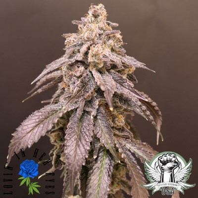 Lovin' In Her Eyes Seeds Polaris Purps