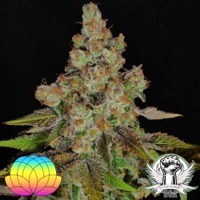 Mass Medical Strains Seeds Anaphylaxis