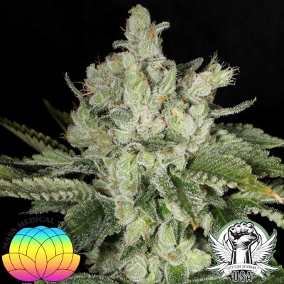 attitude usa mass medical bubba prayer 2_400x400.jpg