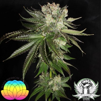 attitude usa mass medical bubba prayer 3_400x400.jpg