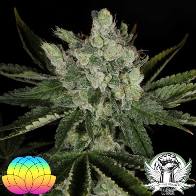 attitude usa mass medical bubba prayer 4_400x400.jpg