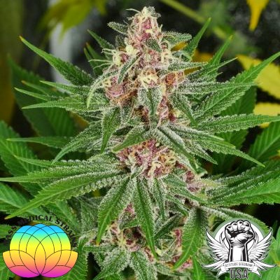 Mass Medical Strains Seeds Drippy Eye S1