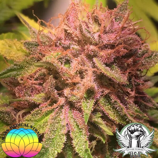 attitude usa mass medical goji pupil 1_600x600.jpg