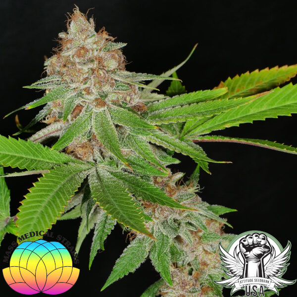 attitude usa mass medical goji pupil 2_600x600.jpg