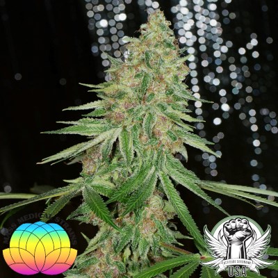 Mass Medical Strains Seeds Golden Pupil