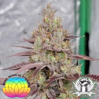 Mass Medical Strains Seeds Golden PuTang