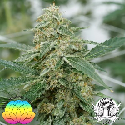 Mass Medical Strains Seeds King's Pupil