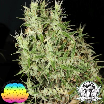 Mass Medical Strains Seeds Laos Landrace