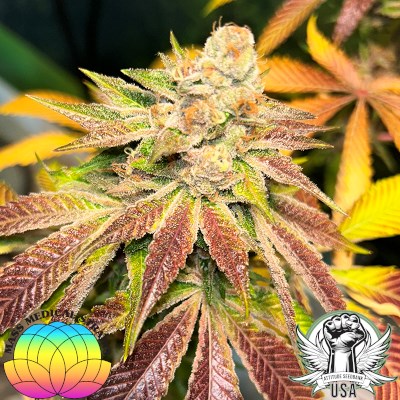 attitude usa mass medical pupil kush 1_400x400.jpg