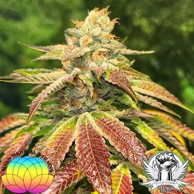 attitude usa mass medical pupil kush 2_400x400.jpg